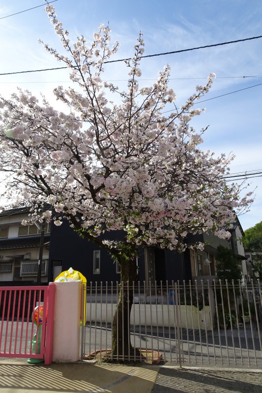 DSC01067sakura.jpg