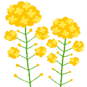 flower_nanohana.png